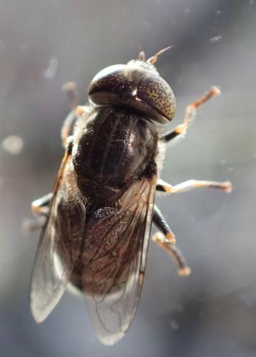Réf. 270 122 : Eristalinus aeneus